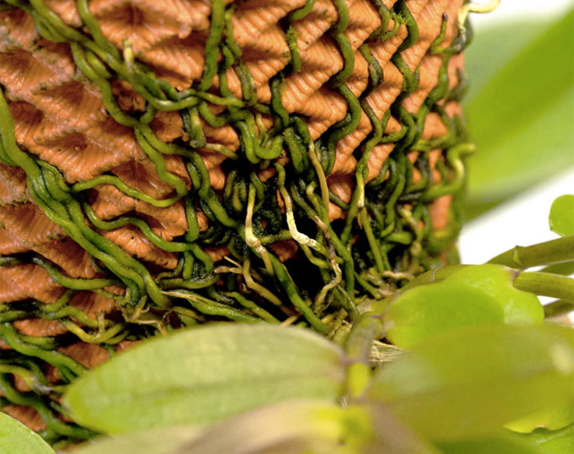 Self Watering soil-less pot for sprouting (Mitti ka Gamla)
